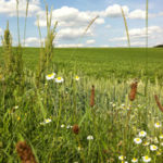 Blumenwiese