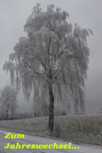 Birke zum Jahreswechsel