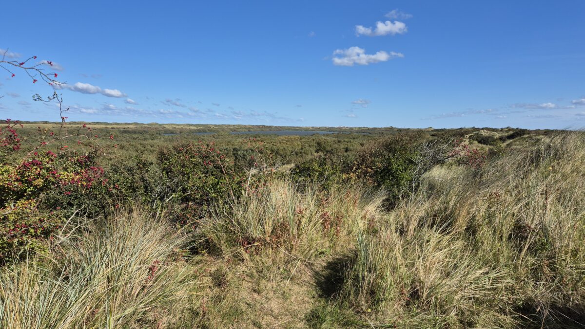 Duenenlandschaft